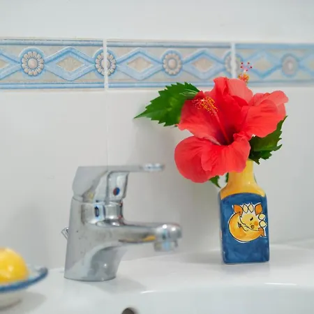 Hibiscus * أمالفي